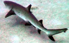 SharkWhiteTip-Adjusted.jpg